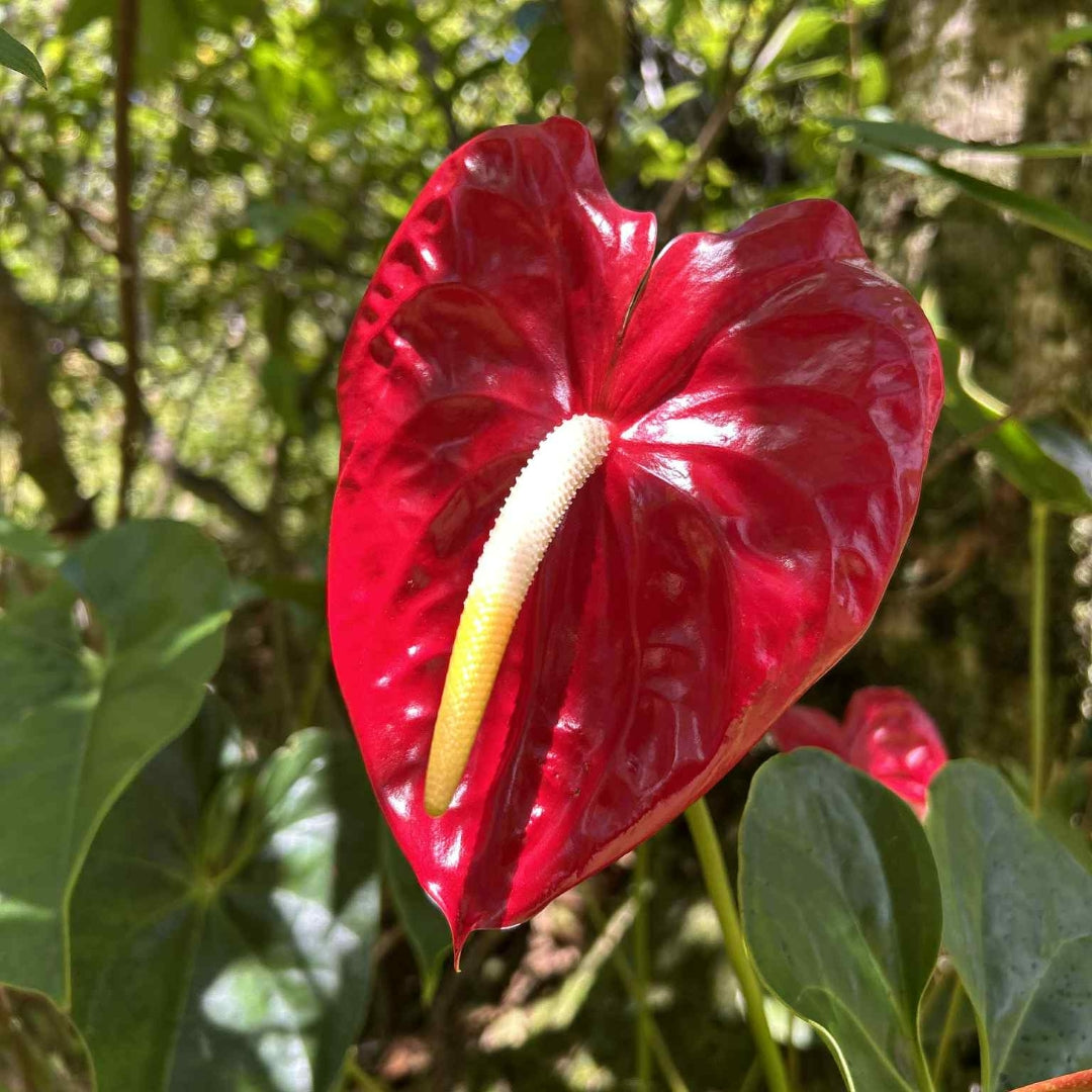 Red Anthurium Flower Essence | Prosperity, Discernment, Balance Masculine Energies
