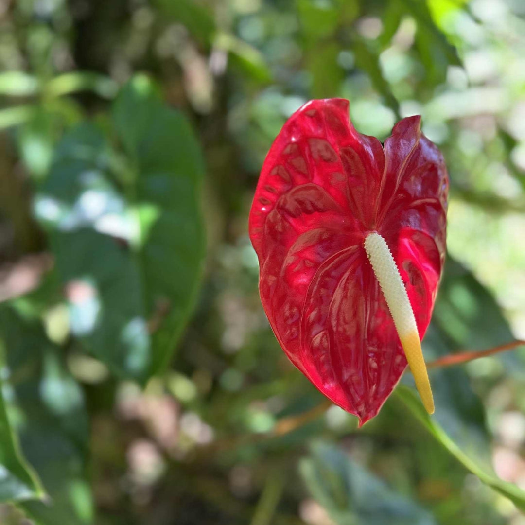 Red Anthurium Flower Essence | Prosperity, Discernment, Balance Masculine Energies