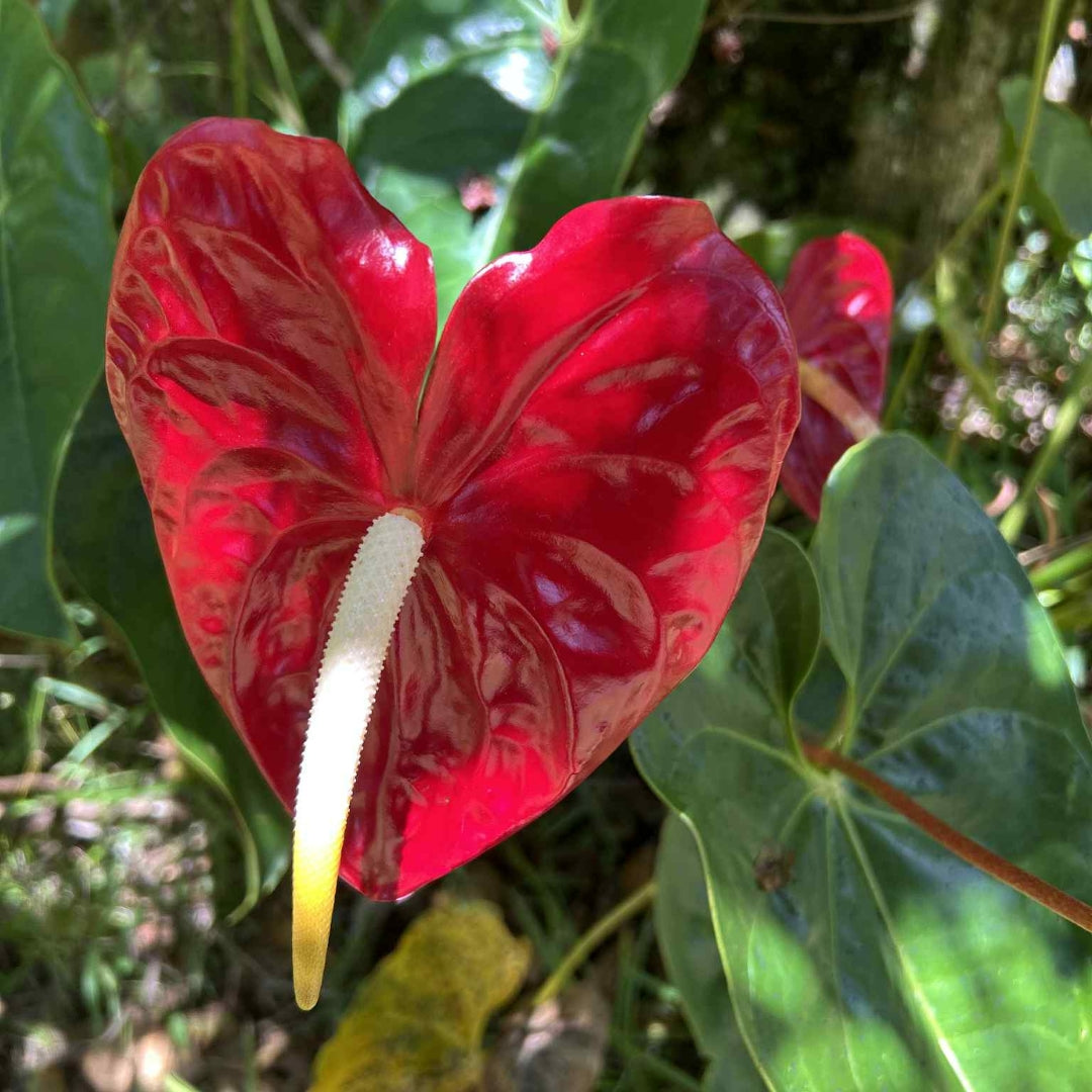 Red Anthurium Flower Essence | Prosperity, Discernment, Balance Masculine Energies