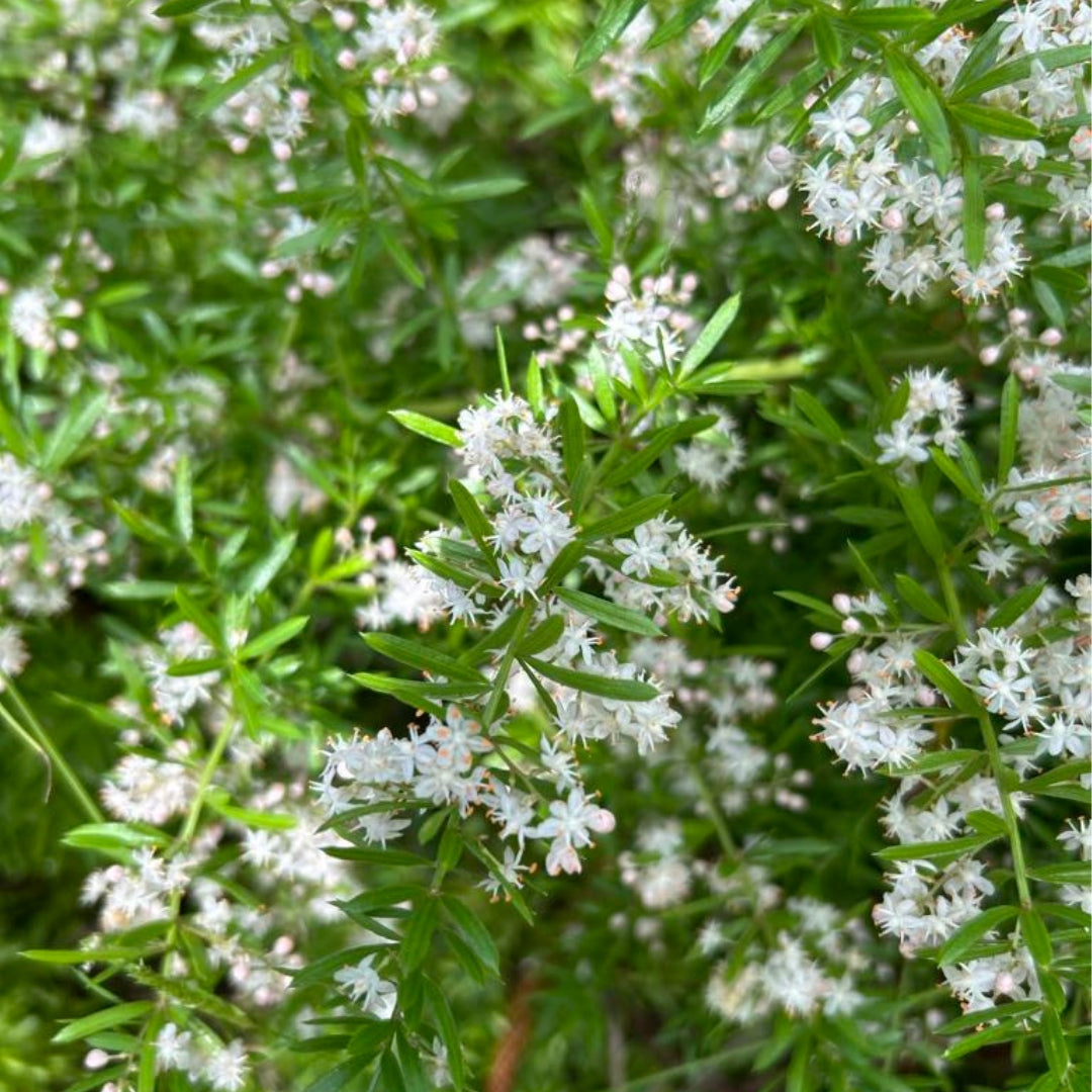 Asparagus Fern Flower Essence | Soft Boundaries, Integration, Renewal
