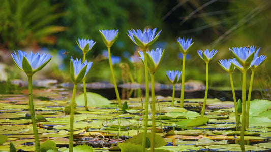 Blue-Lotus-River