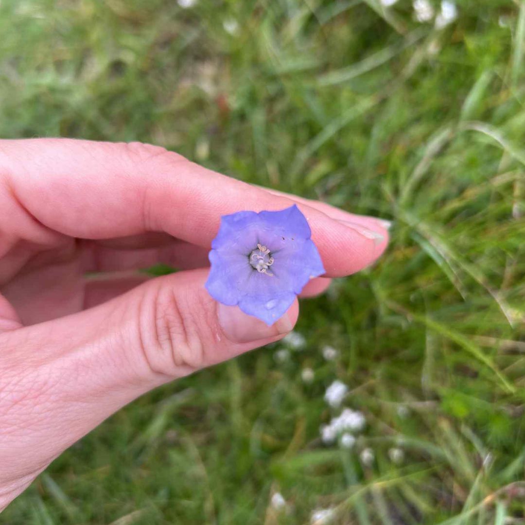 Purple Harebell Flower Essence | Magic Sight, Serenity, Attuning to Subtle Energies, Fae Realm