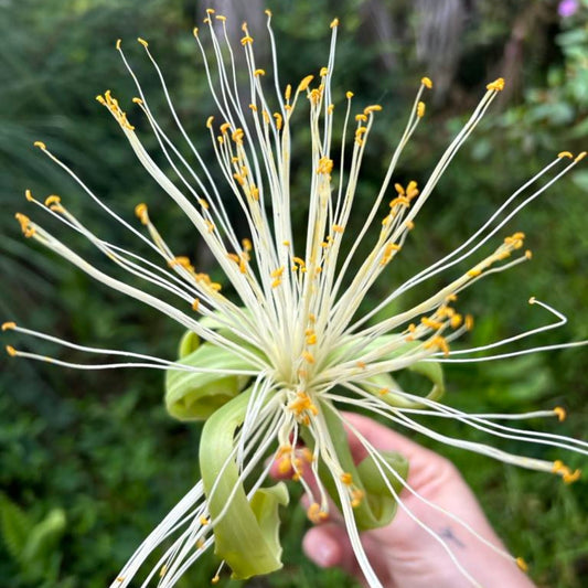 Money-Tree-Malabar-Chestnut-2