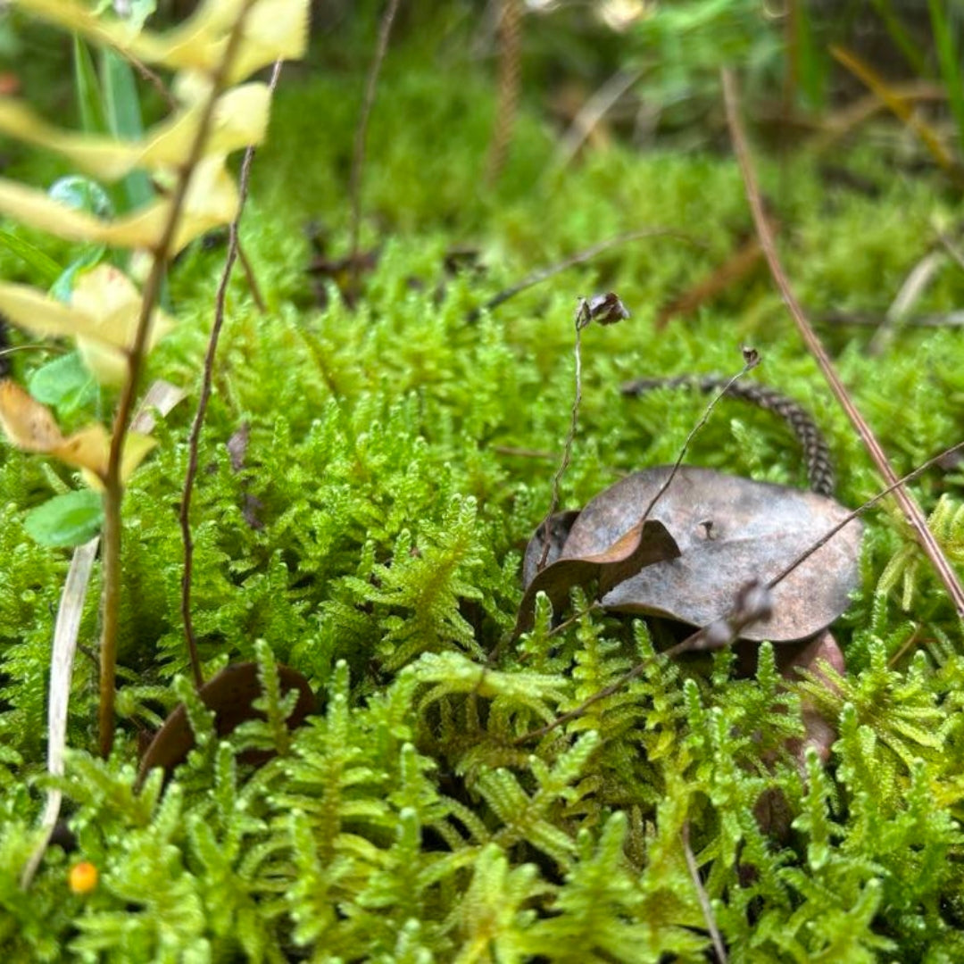 Moss Essence | Hidden Truths & Nurturing