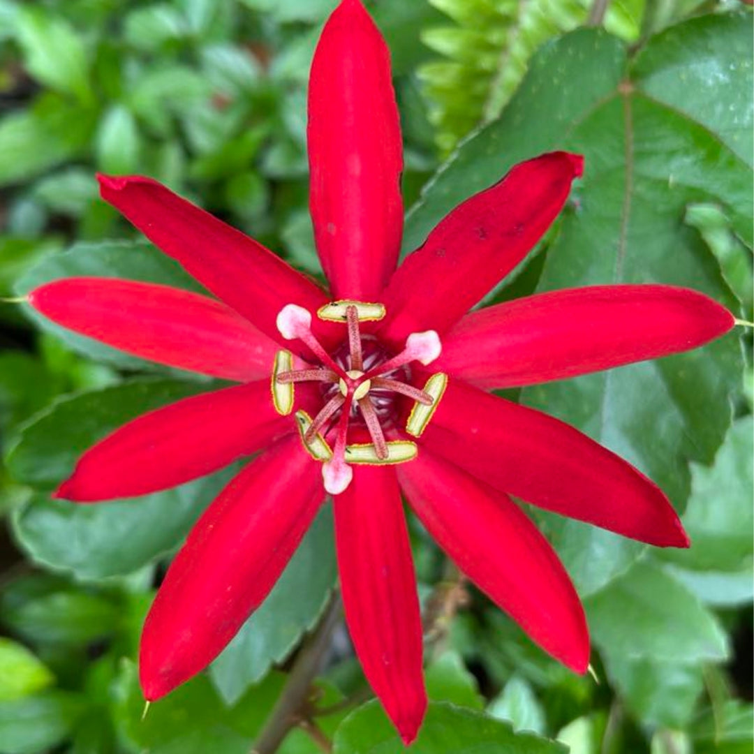 Red Passionflower Essence | Healing Codependency, Balance Passion & Peace, Release Sexual Shame & Relationship Trauma