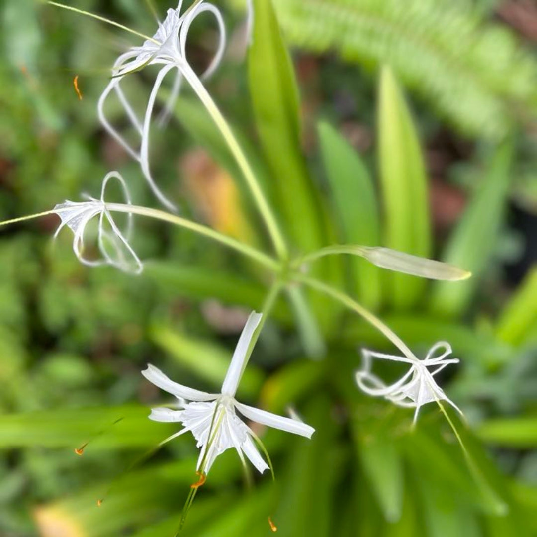 Spider Lily Flower Essence | Purity of Purpose, Sacred Feminine, Spiritual Service, Transitions
