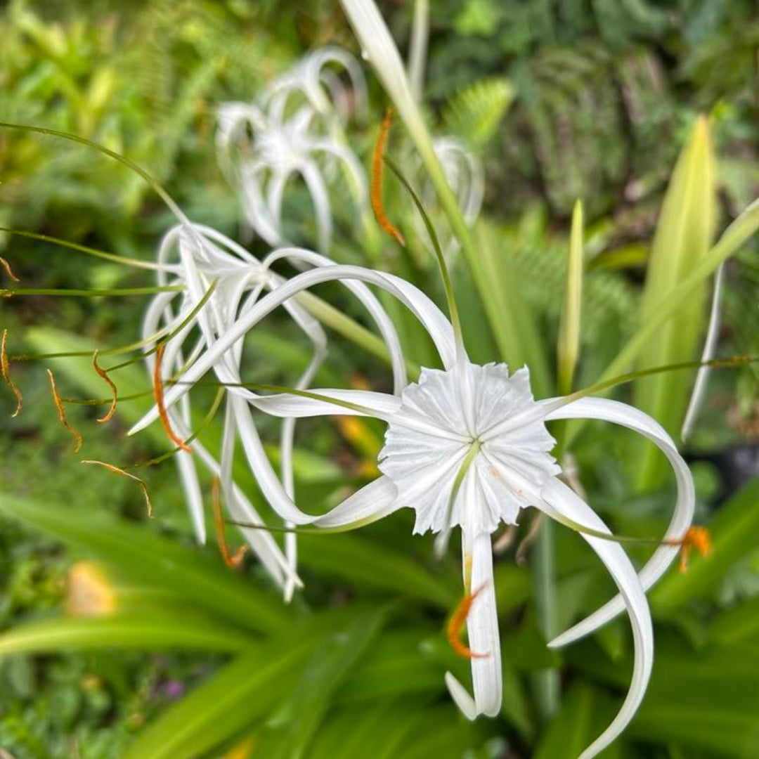 Spider Lily Flower Essence | Purity of Purpose, Sacred Feminine, Spiritual Service, Transitions