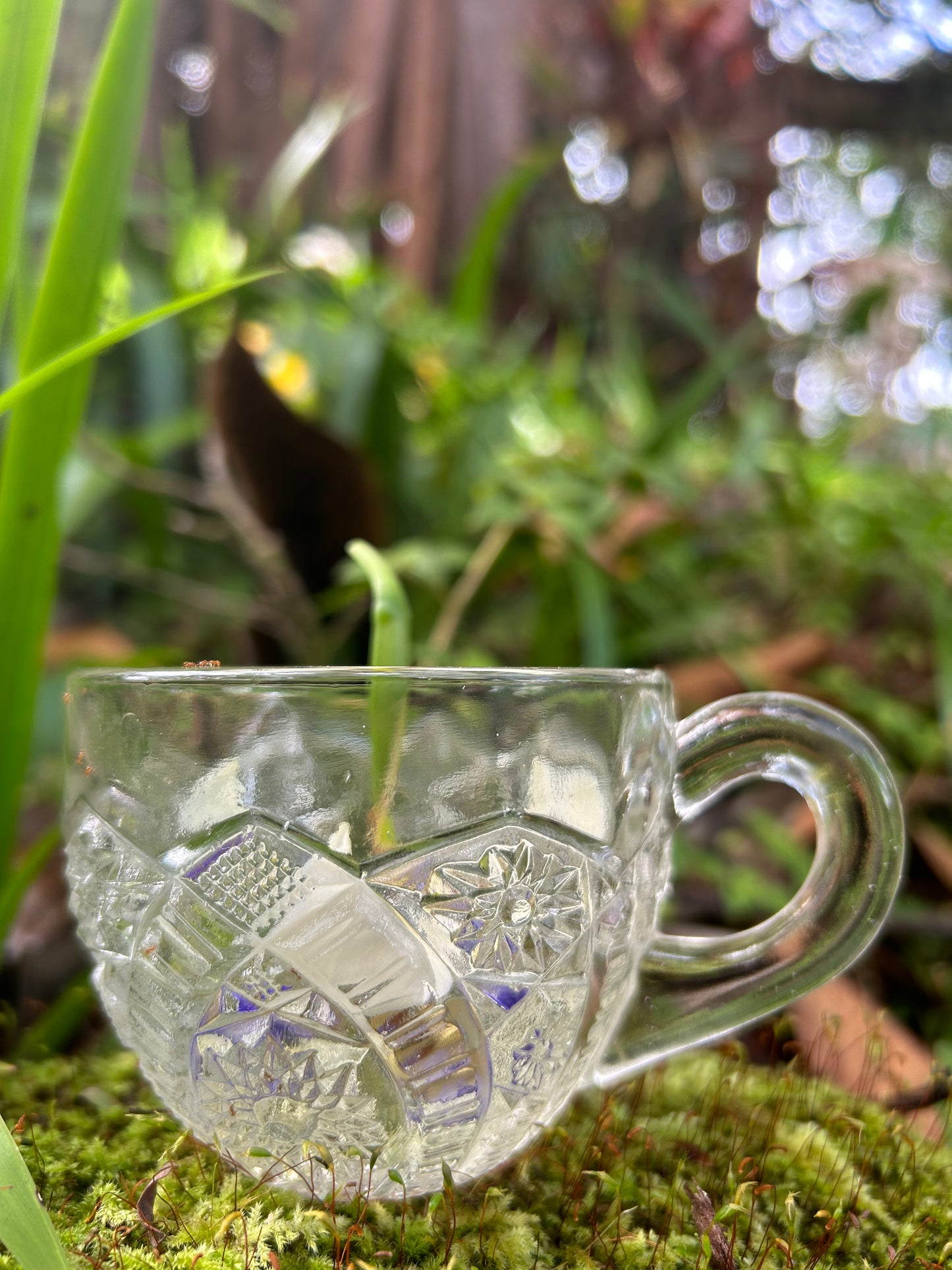 Walking Iris Flower Essence - Community & Connection - Crimson Bright Apothecary