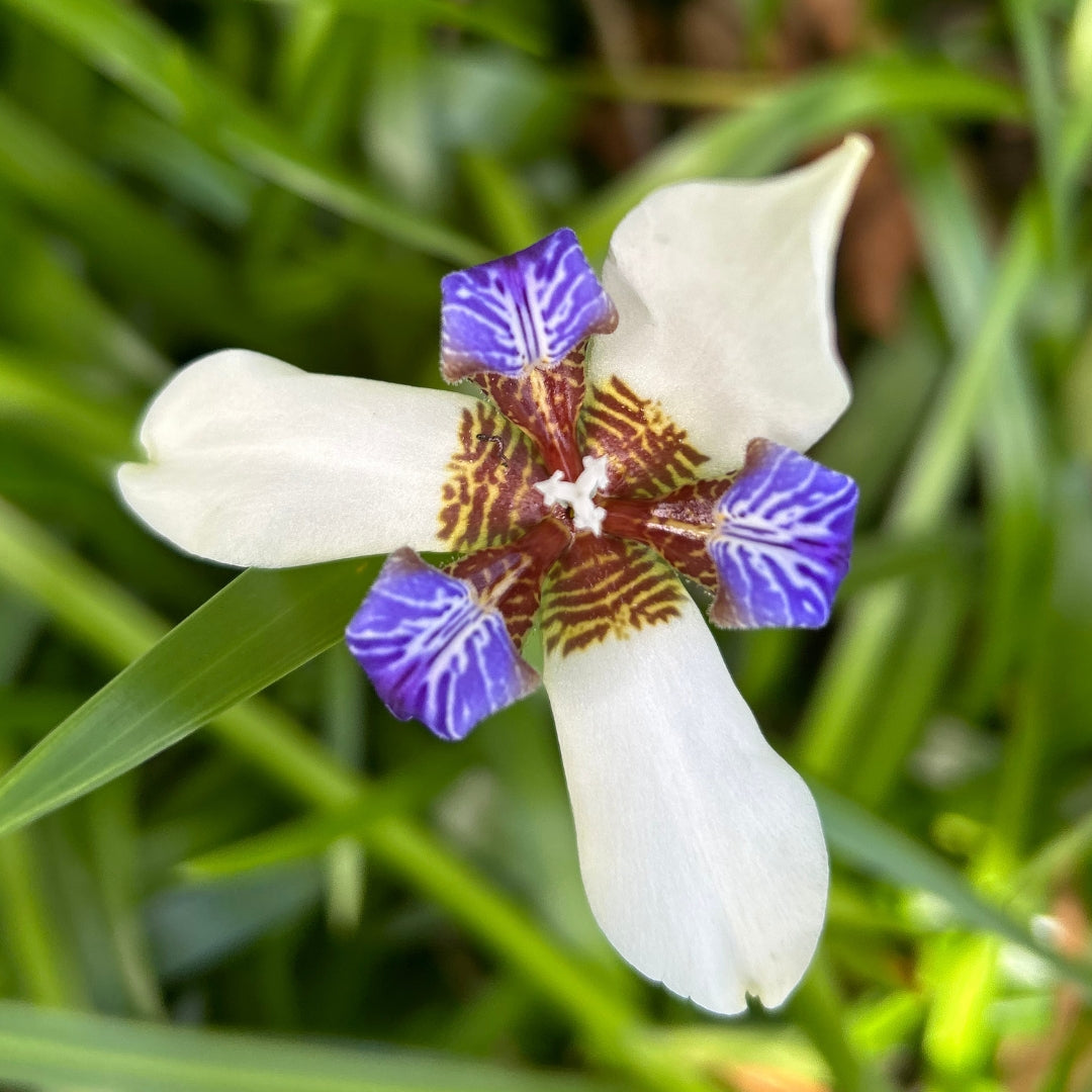 Walking Iris Flower Essence | Connecting to Self & Others, Purity, Healthy Rhythms