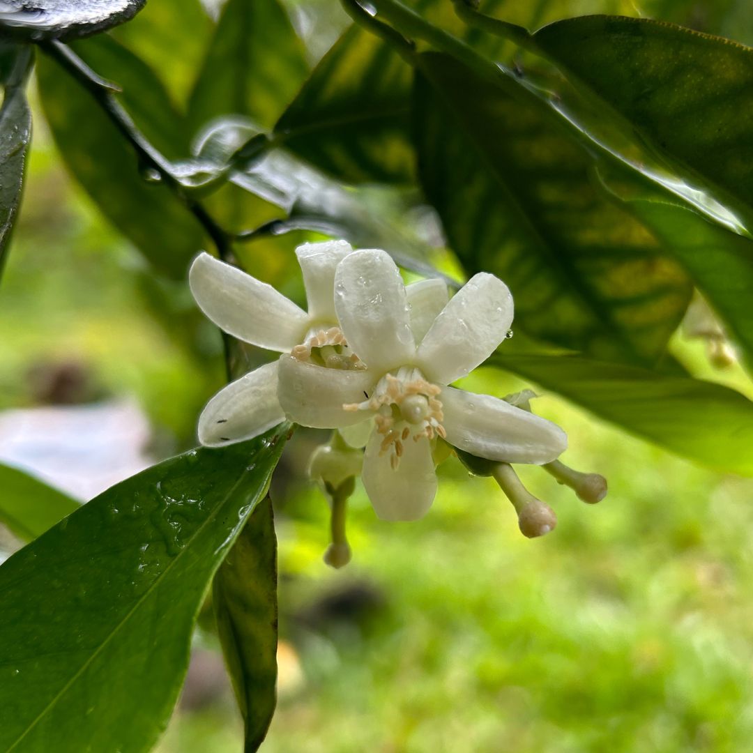 Citrus Blossom Flower Essence | Joy, Authenticity & The Juice of Life - Crimson Bright Apothecary