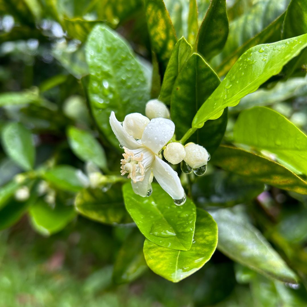 Citrus Blossom Flower Essence | Joy, Authenticity & The Juice of Life - Crimson Bright Apothecary