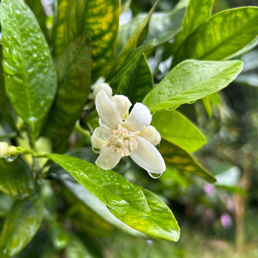 Citrus Blossom Flower Essence | Joy, Authenticity & The Juice of Life - Crimson Bright Apothecary