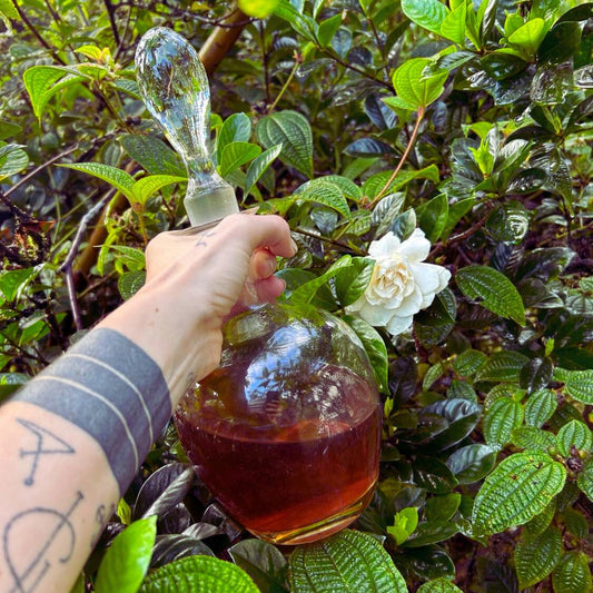 Gardenia (Gardenia Jasminoides) Tincture - Crimson Bright Apothecary