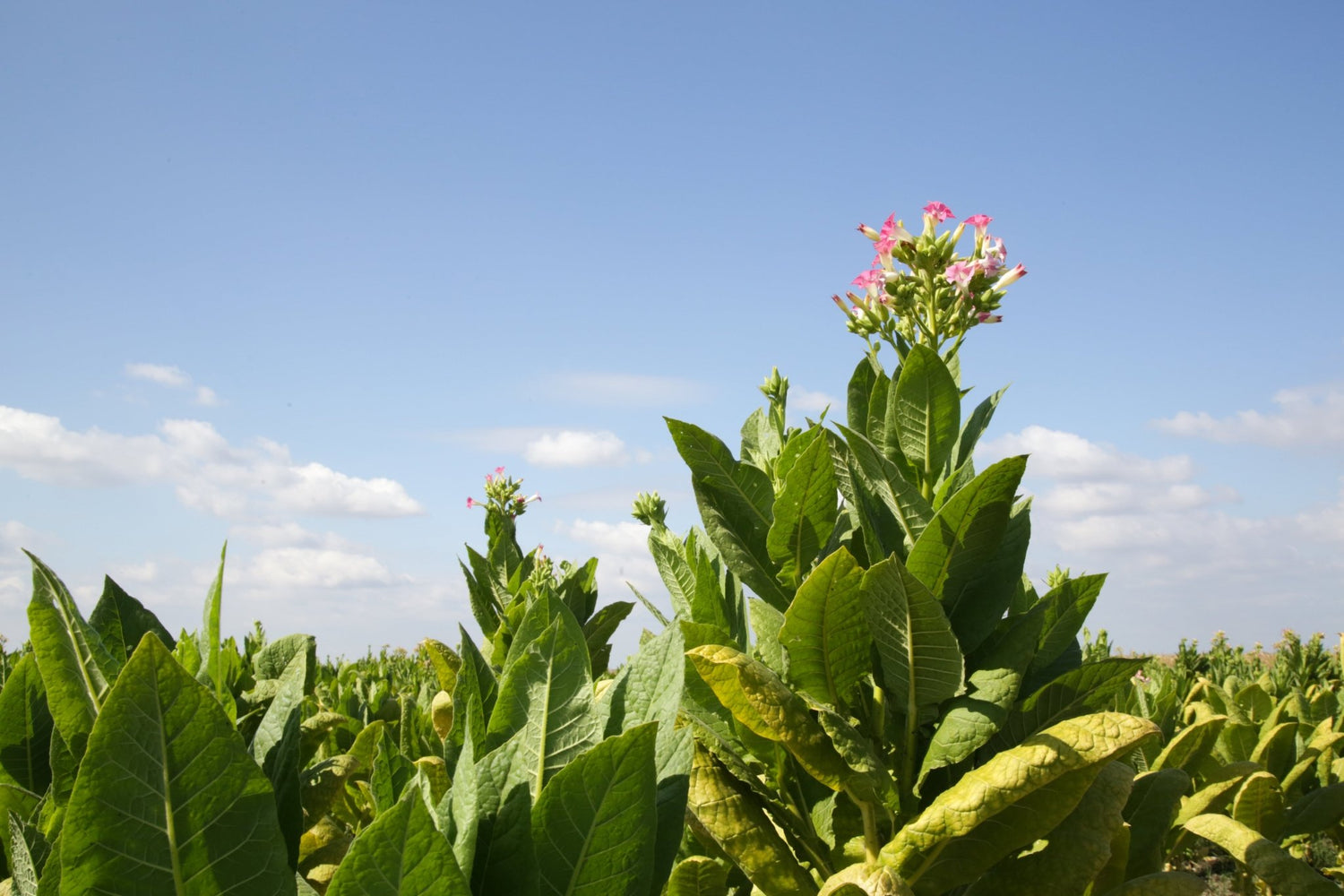 Tobacco Flower Essence | Embrace Joy & Release Judgement - Crimson Bright Apothecary