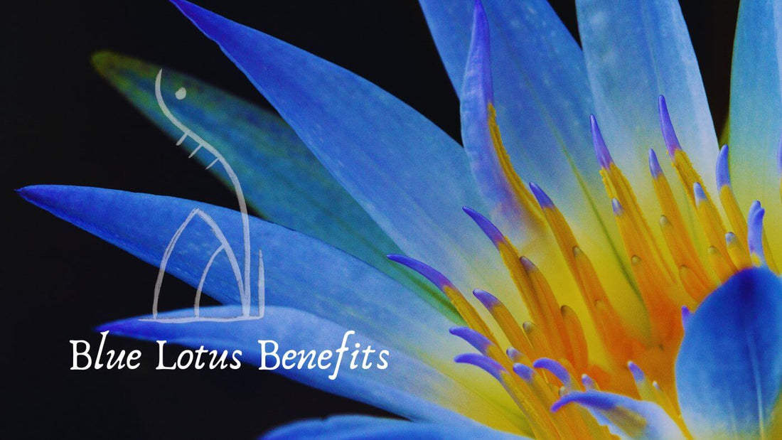 Blue Lotus Benefits: Sacred Bloom for Mind, Body & Spirit - Crimson Bright Apothecary