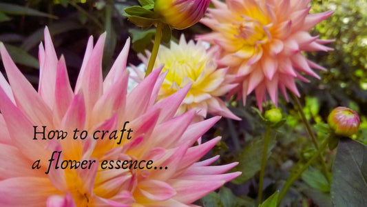 How to craft a flower essence… - Crimson Bright Apothecary