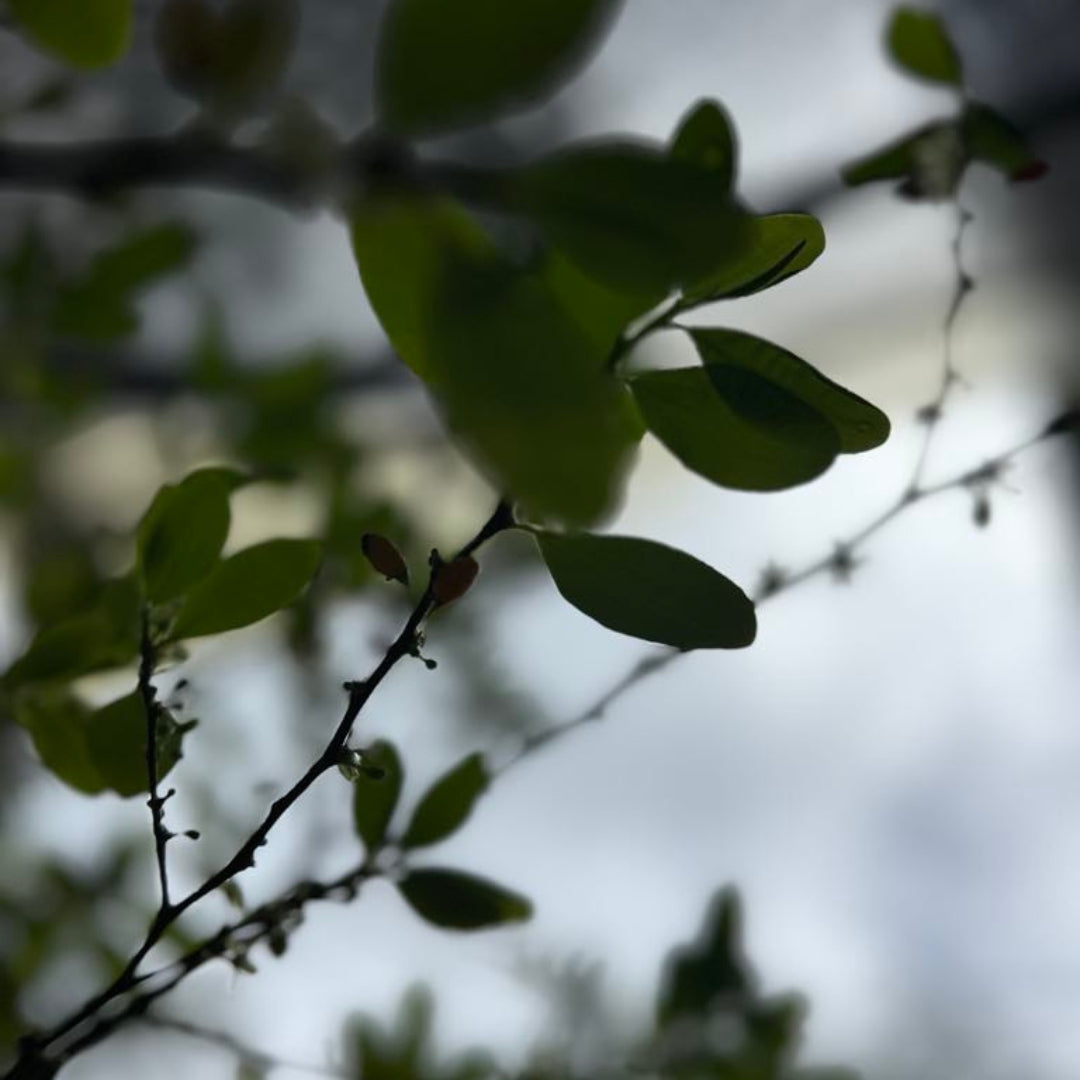 Coca Flower Essence | Inner Authority, Psychic Awareness, Quantum Leaps, Endurance