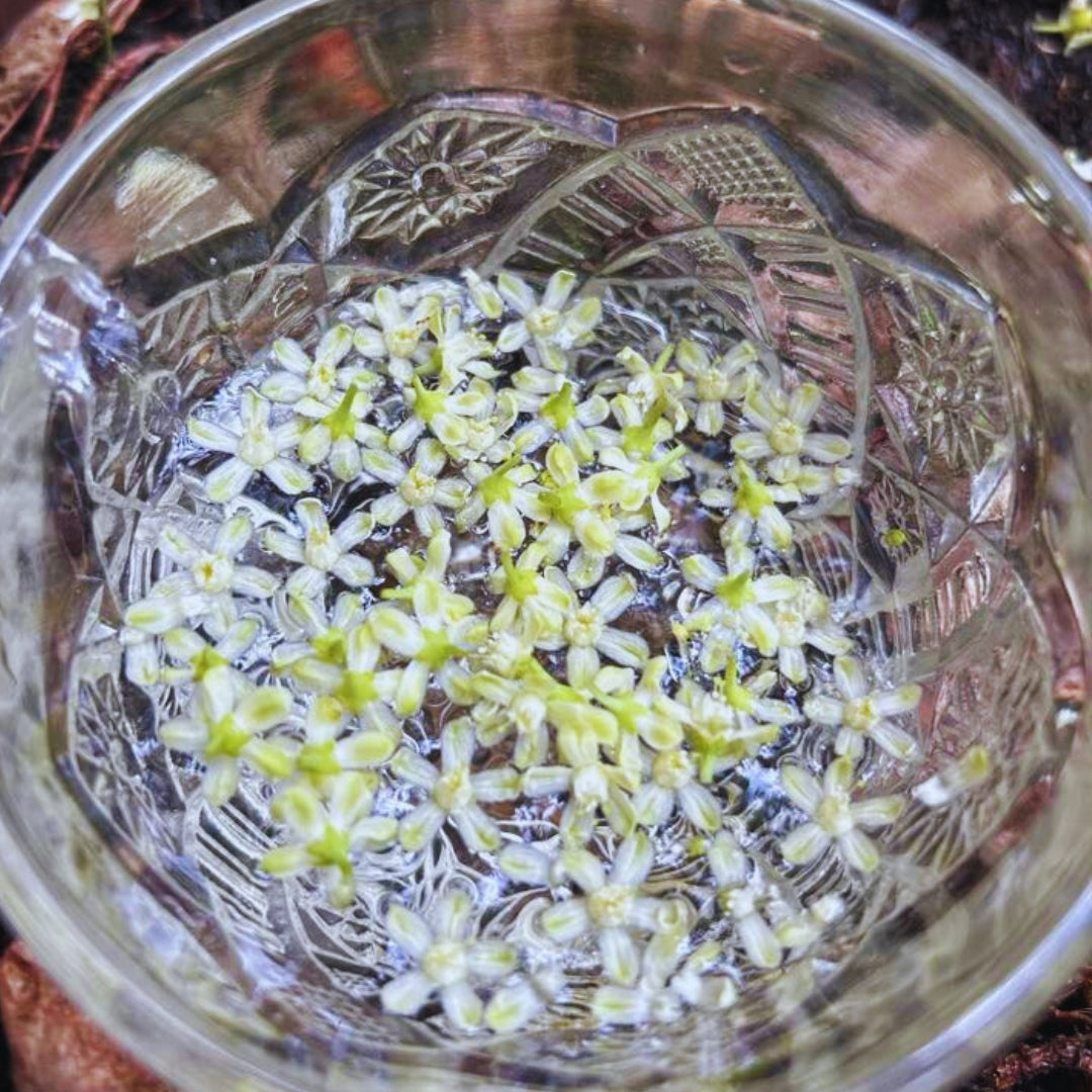 Coca Flower Essence | Inner Authority, Psychic Awareness, Quantum Leaps, Endurance