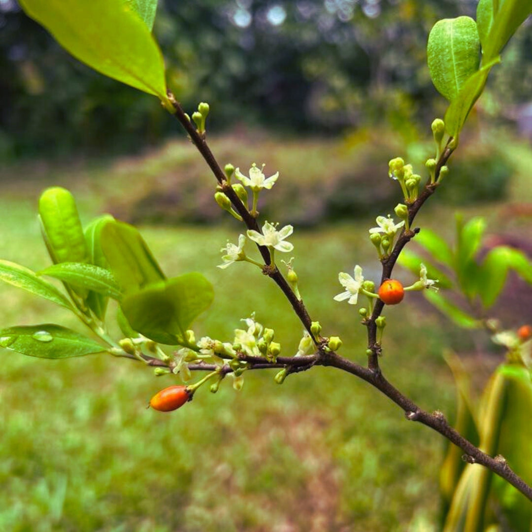 Coca Flower Essence | Inner Authority, Psychic Awareness, Quantum Leaps, Endurance