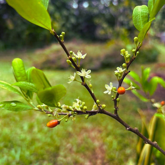 Coca Flower Essence | Inner Authority, Psychic Awareness, Quantum Leaps, Endurance