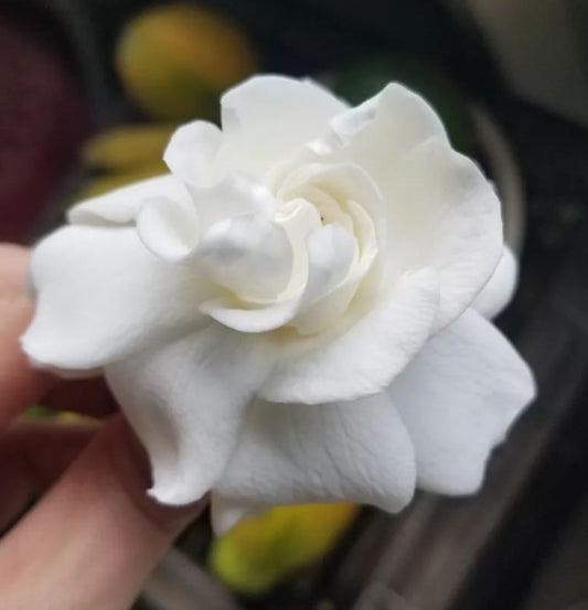 Gardenia Flower Essence - YIN Restoration, Expression, Purity, Receptivity & Intuition