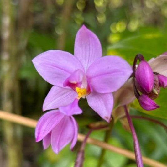 Philippine Ground Orchid Flower Essence | Unburdening, Resilience & Finding Beauty in the Darkness
