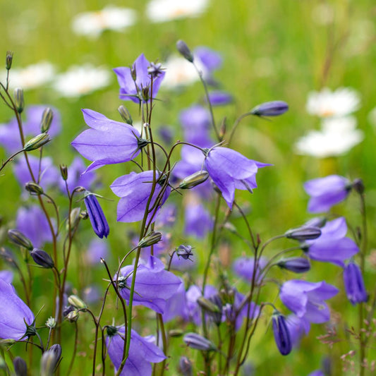 Purple Harebell Flower Essence | Magic Sight, Serenity, Attuning to Subtle Energies, Fae Realm