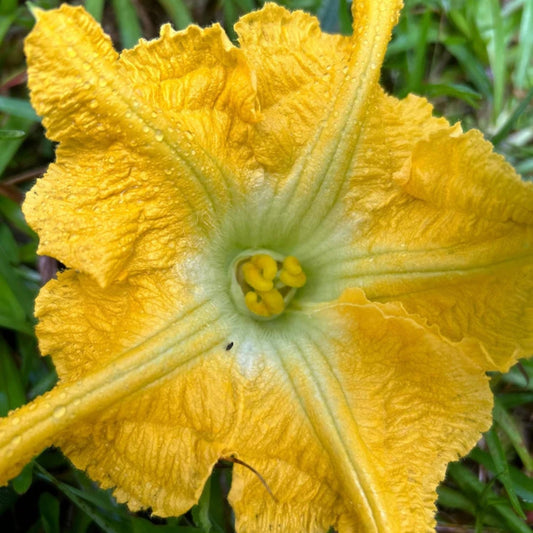 Kabocha Squash Flower Essence | Creativity, Abundance & Liberation