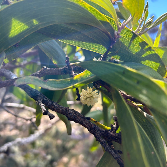 Koa Flower Essence | Strength & Contentment