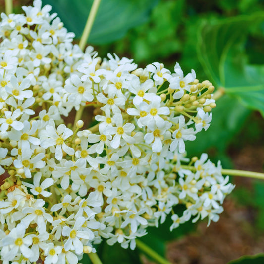 Kukui (Candlenut) Flower Essence | Illumination & Connecting with your Lineage