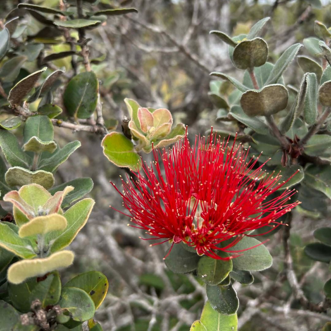 Crimson Bright Apothecary Lehua essence for emotional healing