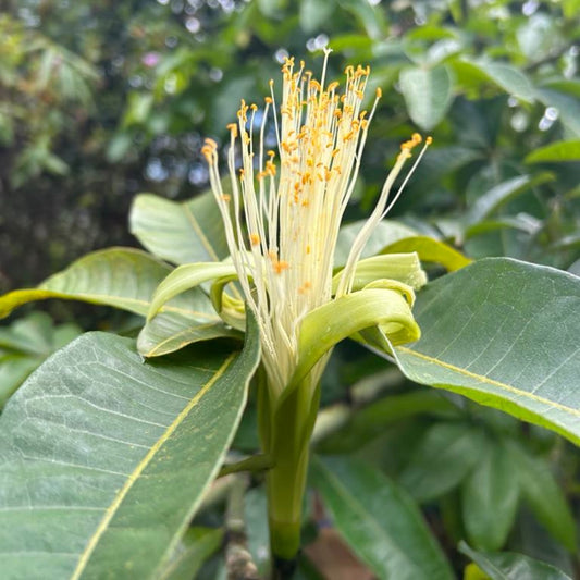 Money-Tree-Malabar-Chestnut