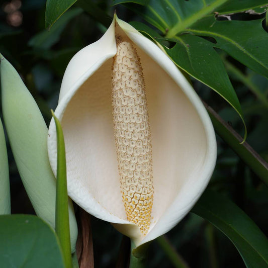 Monstera Flower Essence | Authenticity, Untamed Feminine, Patience