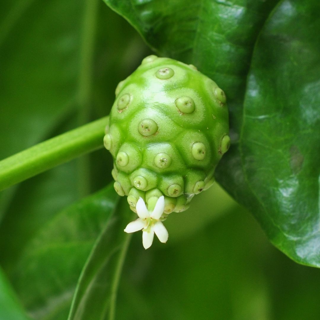 Noni Flower Essence | Accepting Truth & Purging Toxicity