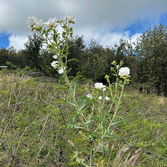 Pua Kala (Hawaiian Poppy) Flower Essence - Protection, Belonging, Intuition, Surrendering to your Higher Path