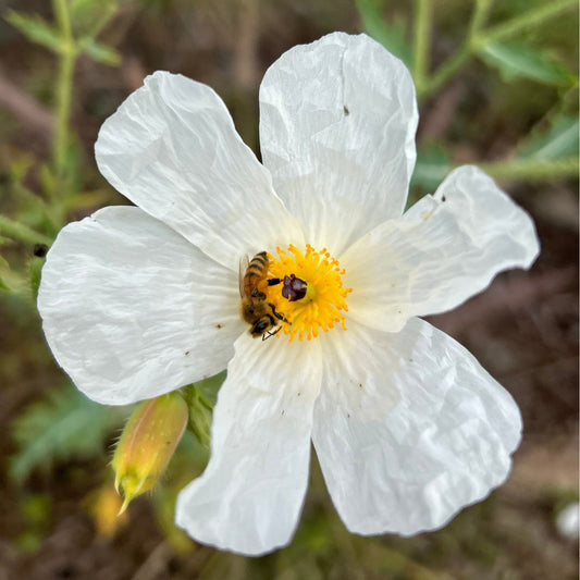 Pua Kala (Hawaiian Poppy) Flower Essence - Protection, Belonging, Intuition, Surrendering to your Higher Path