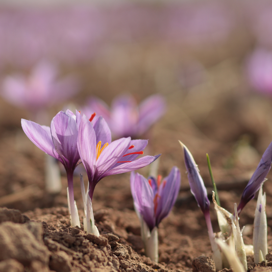 Saffron (Crocus Sativus) Tincture