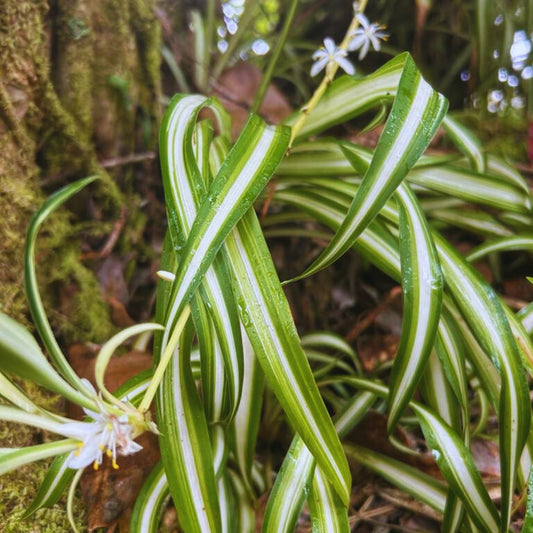 Spider Plant Flower Essence | Expasion & Trying New Things