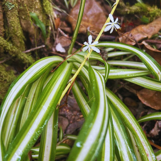 Spider Plant Flower Essence | Expasion & Trying New Things