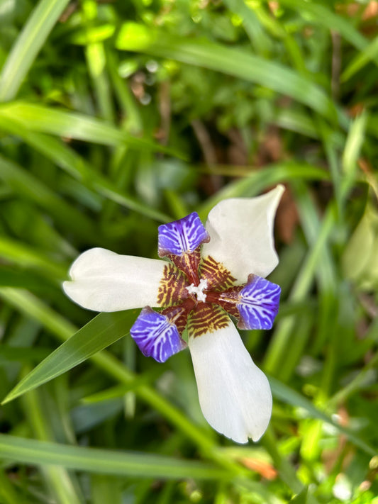 Walking Iris Flower Essence - Community & Connection