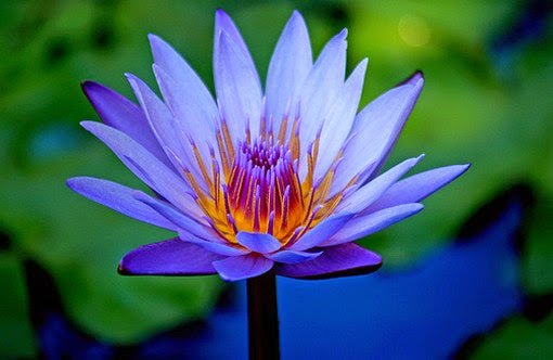 Blue Lotus (Nymphaea Caerulea) Double - Extracted Tincture - Crimson Bright Apothecary