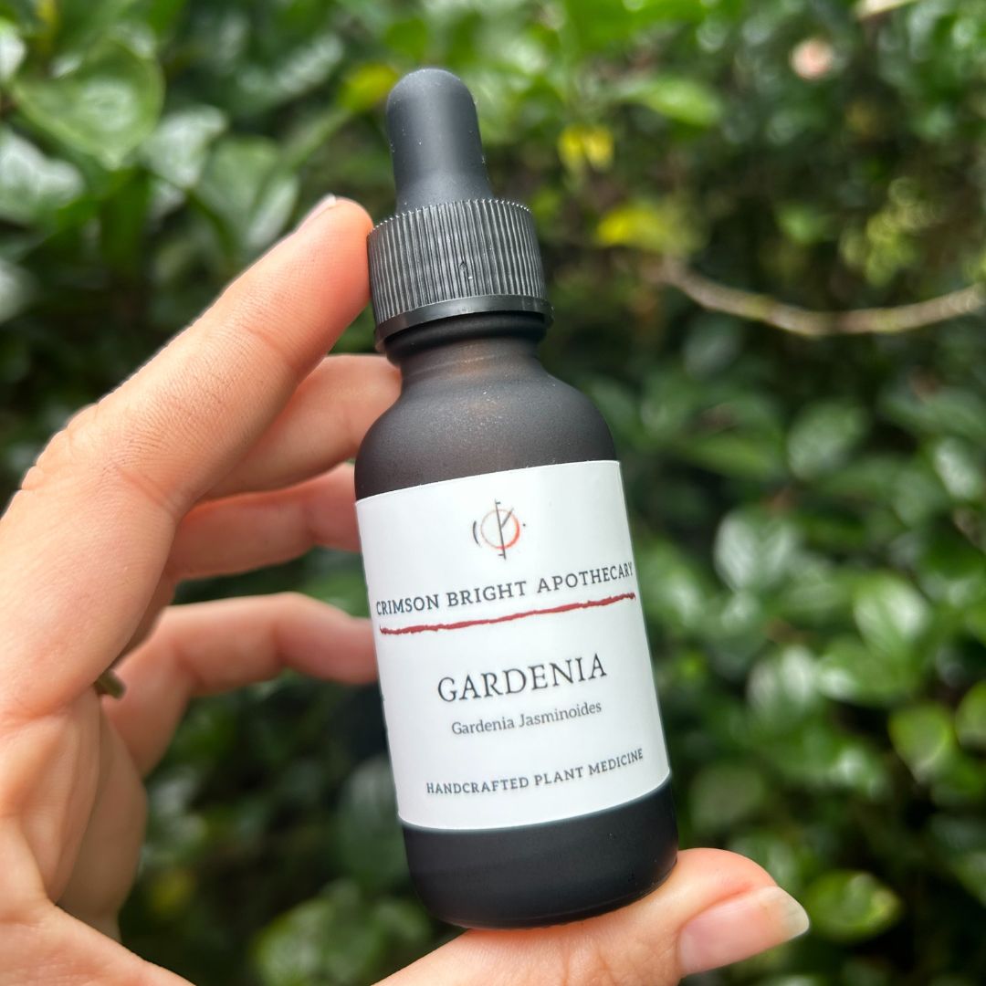 Gardenia (Gardenia Jasminoides) Tincture - Crimson Bright Apothecary