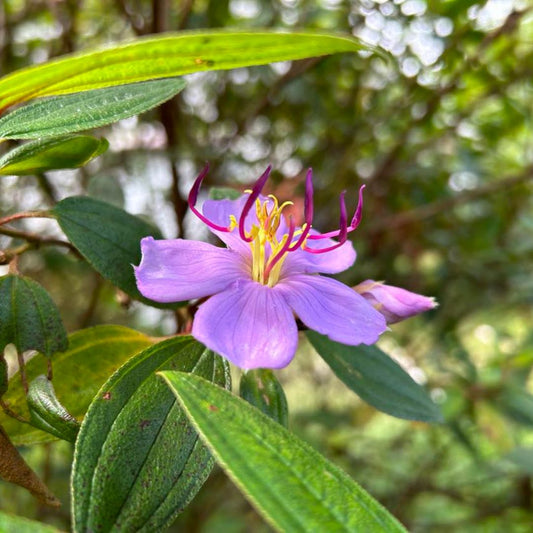 Pink Melastoma Flower Essence | Compassion & Forgiveness - Crimson Bright Apothecary