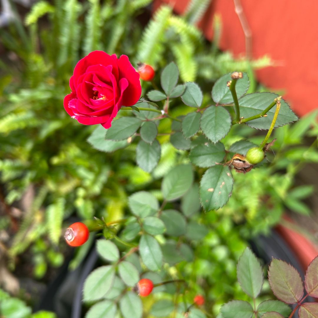 Red Rose Flower Essence - Healthy & Expanded Heart - Crimson Bright Apothecary