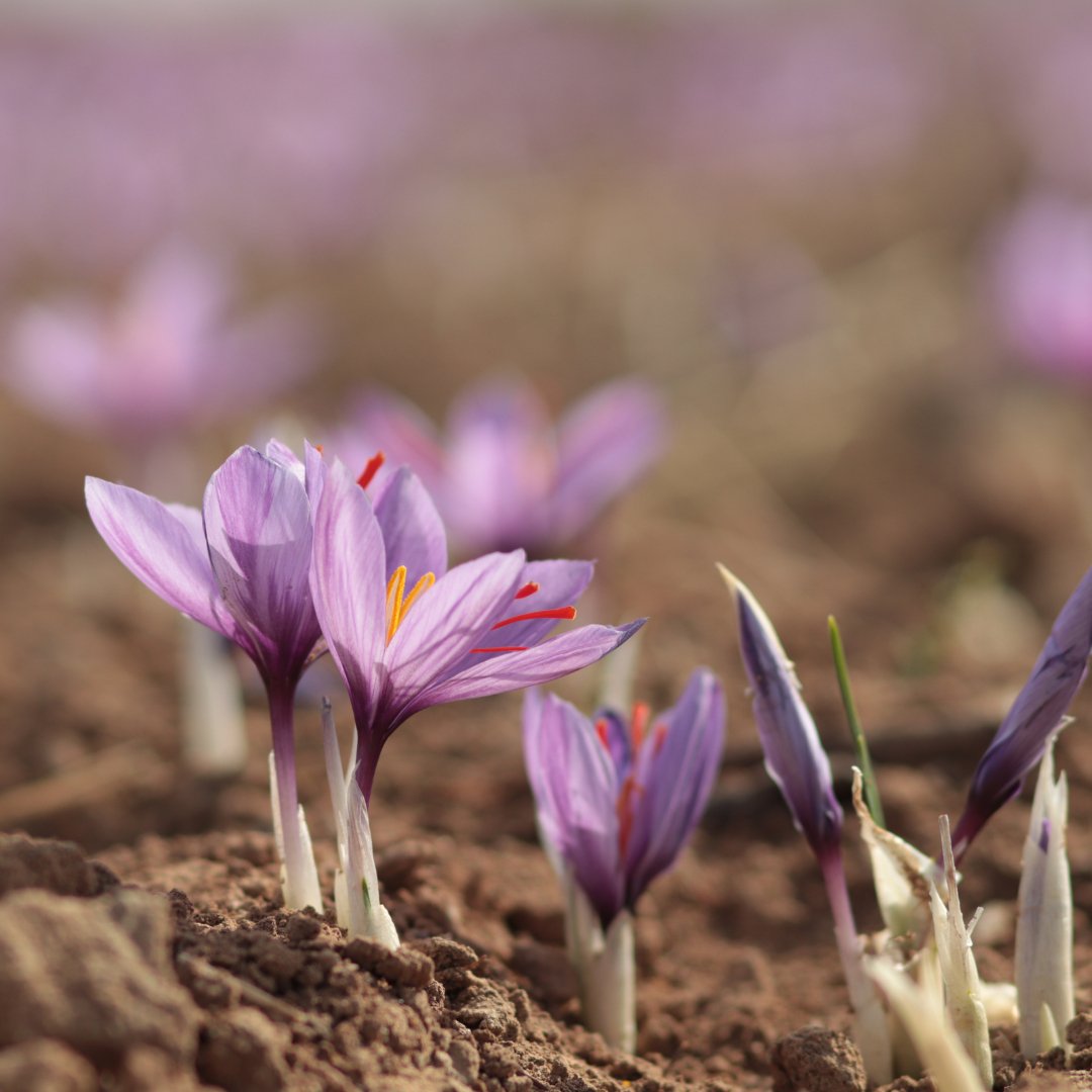 Saffron (Crocus Sativus) Tincture - Crimson Bright Apothecary