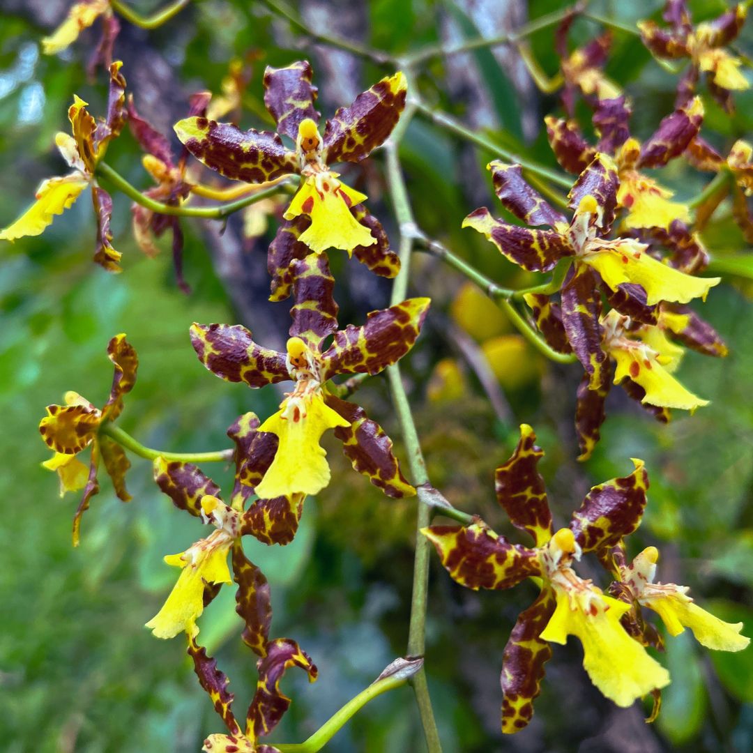 Tiger's Mouth Orchid Flower Essence - Intentional Presence, Courage & Focus (YANG) - Crimson Bright Apothecary