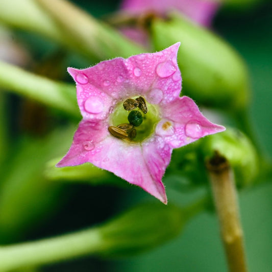 Tobacco Flower Essence | Embrace Joy & Release Judgement - Crimson Bright Apothecary