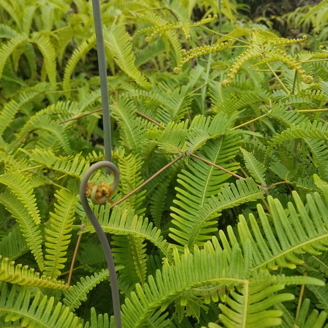 Uluhe Fern (Dicranopteris Linearis) Hydrosol - Old World Fern - Crimson Bright Apothecary